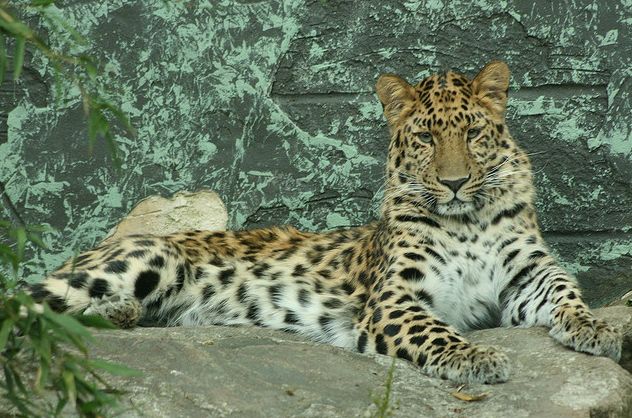  p>远东豹(学名: i>panthera pardus orientalis /i>)是 a target="