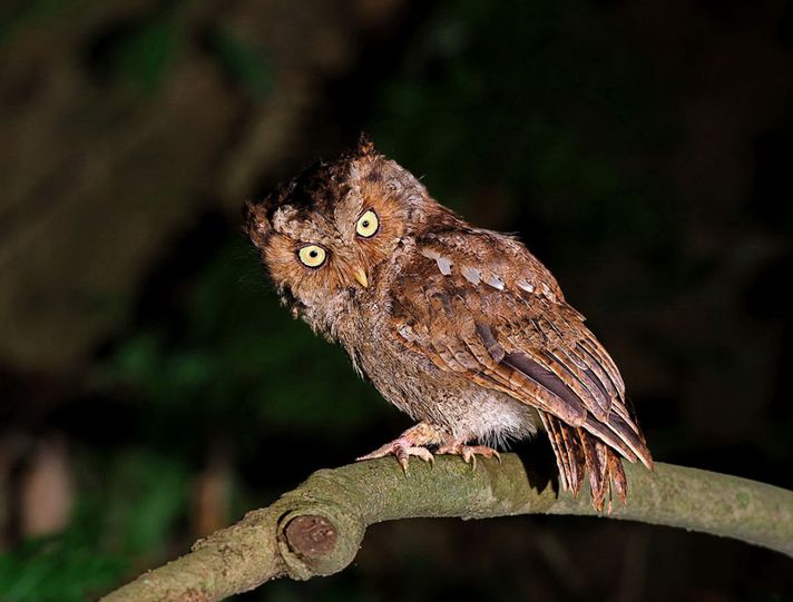  p> b>黄嘴角鸮台湾亚种 /b>(学名: i>otus