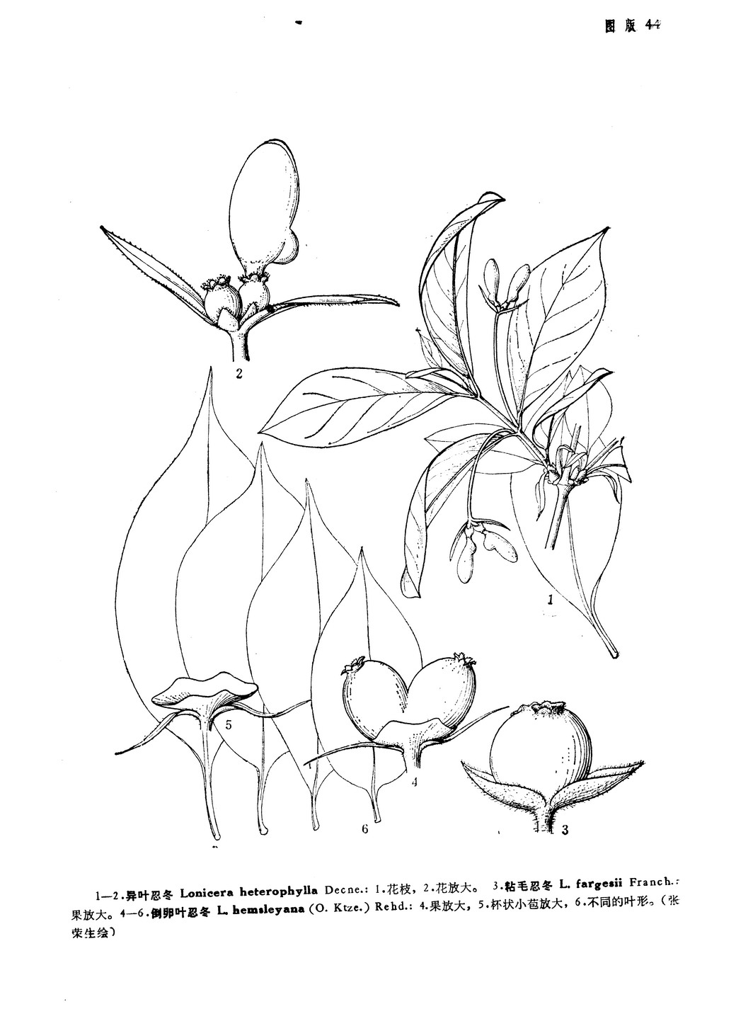  p>异叶忍冬,生长于海拔2,000～2,500米的地区,一般生于山坡林间阴处.
