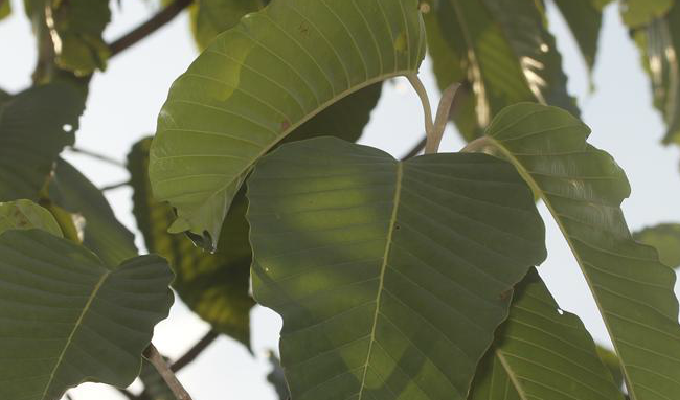 龙脑香树 全网资源