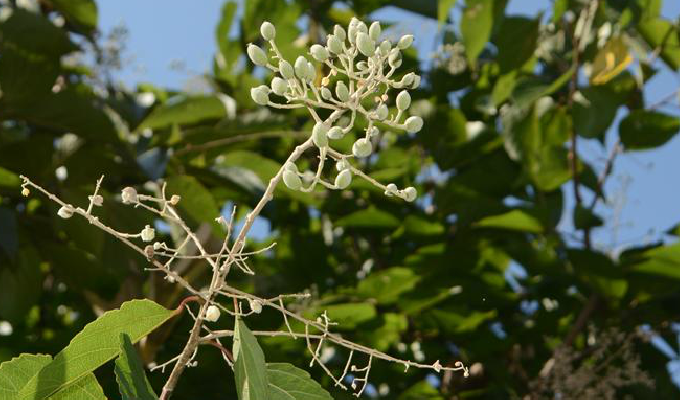 山拐枣属, a target="_blank" href="/item/大风子科/1626123" data