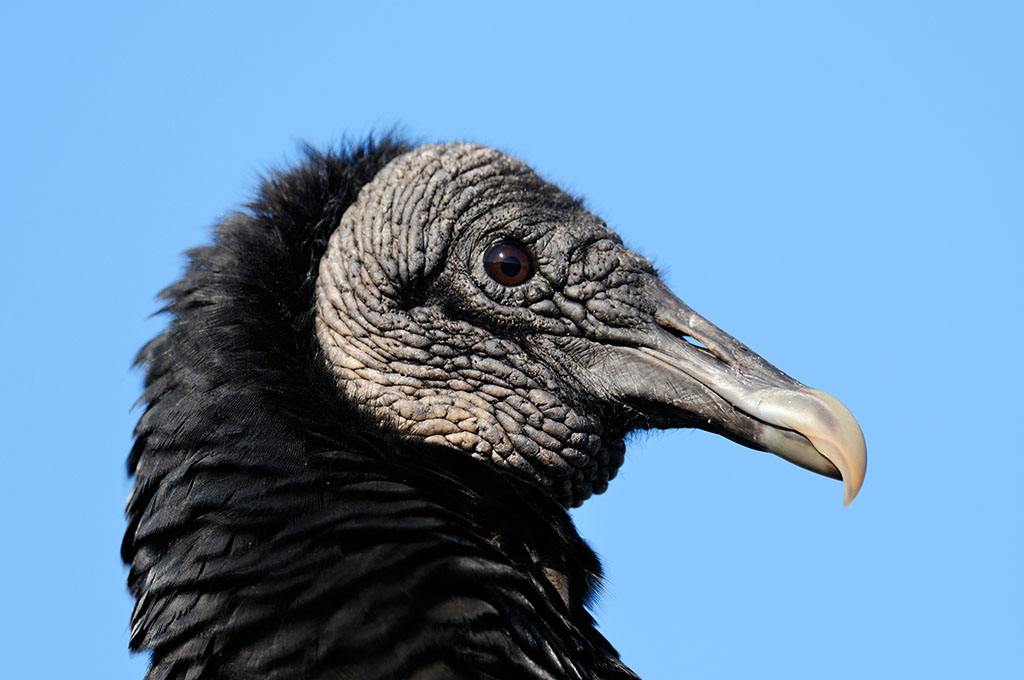 american black vulture