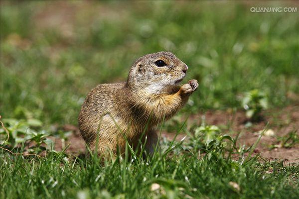 dauricus /i>)别名黄鼠,蒙古黄鼠,草原黄鼠,豆鼠子,大眼贼,属于啮齿目
