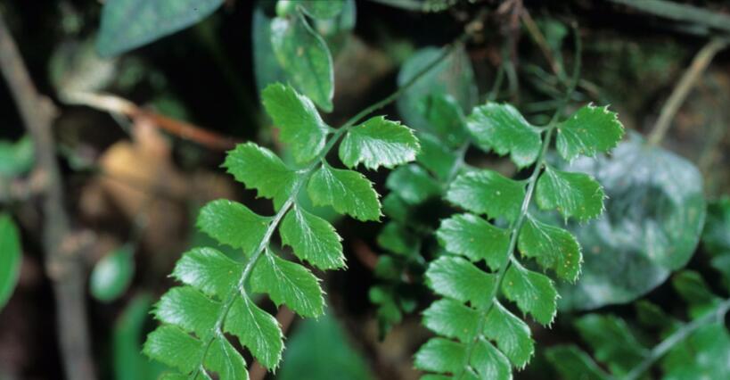  p>草叶耳蕨( a target="_blank" href="/item/学名/8074290" data