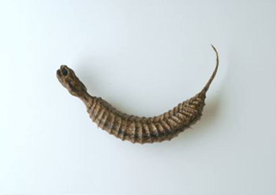  p>野槌蛇(日语:槌の子,ツチノコ)是日本的一种类似蛇的传说生物,外型