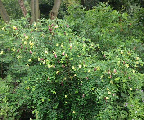 p>黄花羊蹄甲(学名: i>bauhinia tomentosa /i> l.