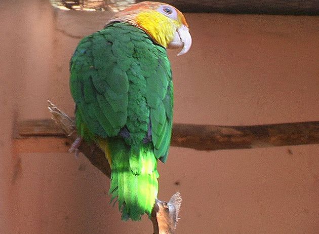 white-bellied parrot