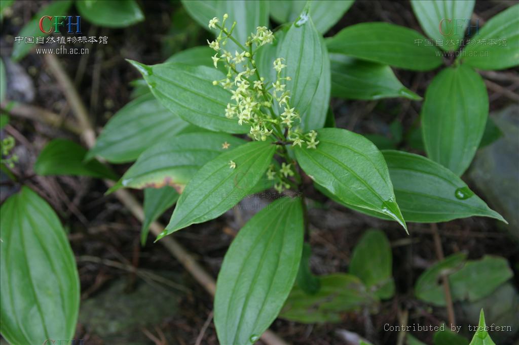  p>茜草科,茜草属的一种植物.