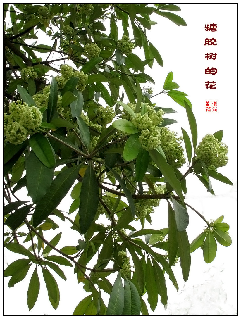  p>糖胶树(学名: i>alstonia scholaris /i> (l.)r. br.