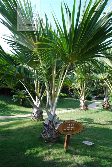 非洲海枣(垂枝刺葵)