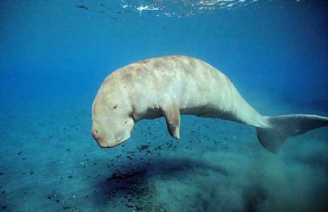 dugong dugon