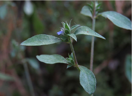 孩儿草,中药名.为爵床科植物孩儿草 i>rungia pectinata  /i>(l.