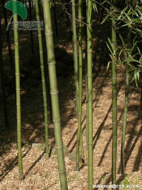  p>高节竹(学名: i>phyllostachys prominens  /i> w. y.