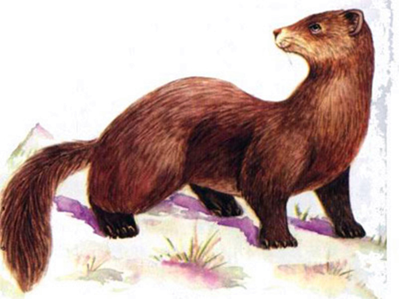  p>黄金貂是 a target="_blank" href="/item