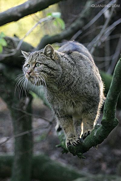  p>欧洲野猫,或称欧林猫,曾一度遍布欧洲大陆.