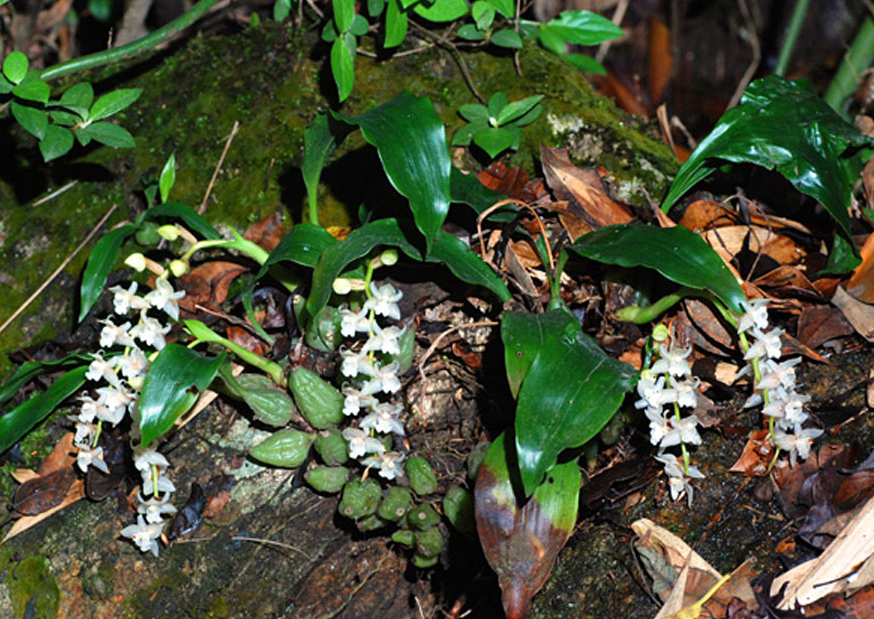  p> a target="_blank" href="/item/长足石豆兰/16168511" data