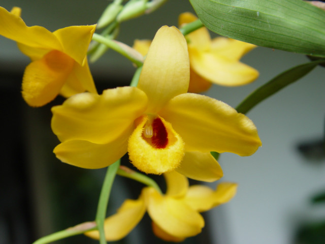  p>杓唇石斛(学名: i>dendrobium moschatum /i>  (buch.-ham.) sw.