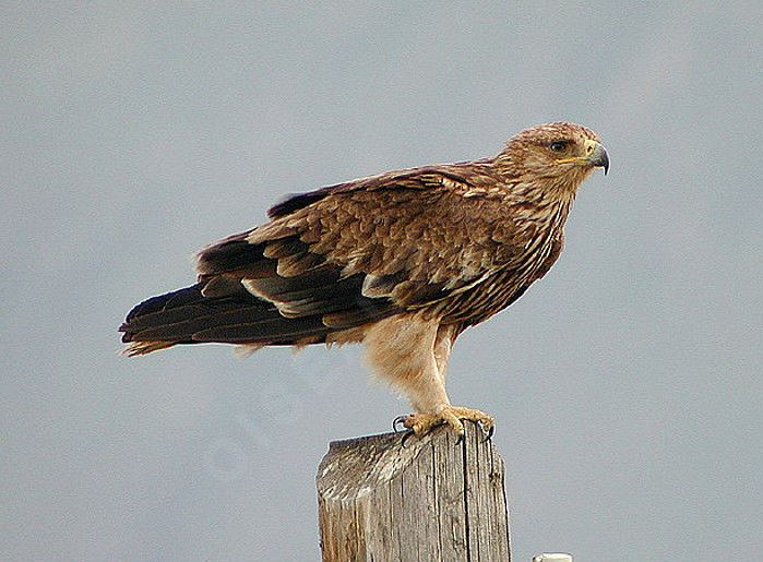  p>白肩雕(学名: i>aquila heliaca /i>):又名 a target="_blank"