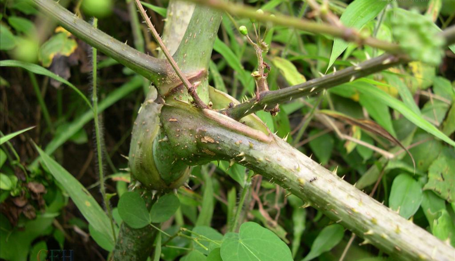 >小乔木 /a>,高约2米,是 a target="_blank" href="/item/榖木属/1021