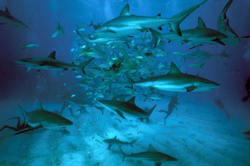 海生,少数种类进入淡水,为一群游速快的中大型海洋鱼类