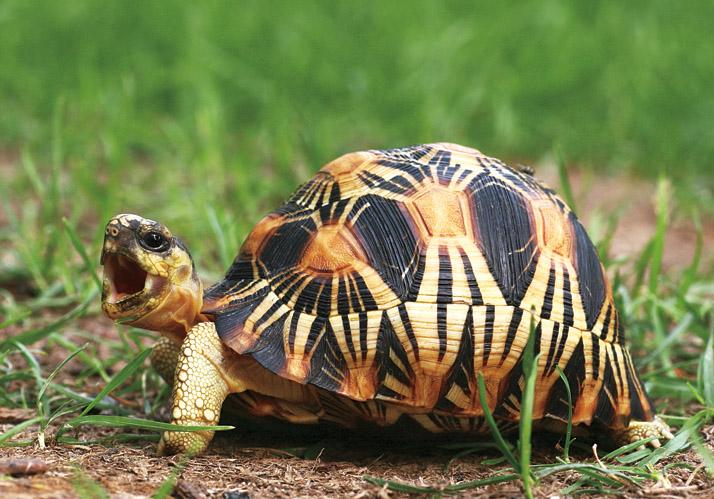 ">辐射陆龟又叫 a target="_blank" href="/item/放射陆龟/5123011"