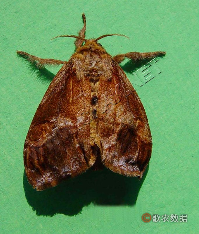  p>见豆科害虫——大豆毒蛾. /p>