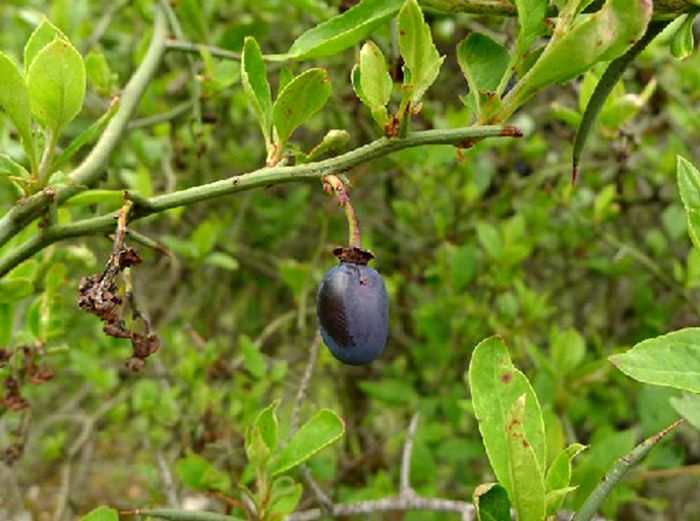  p>扁核木(学名: i>prinsepia utilis /i> royle)是蔷薇科,扁核木属 a