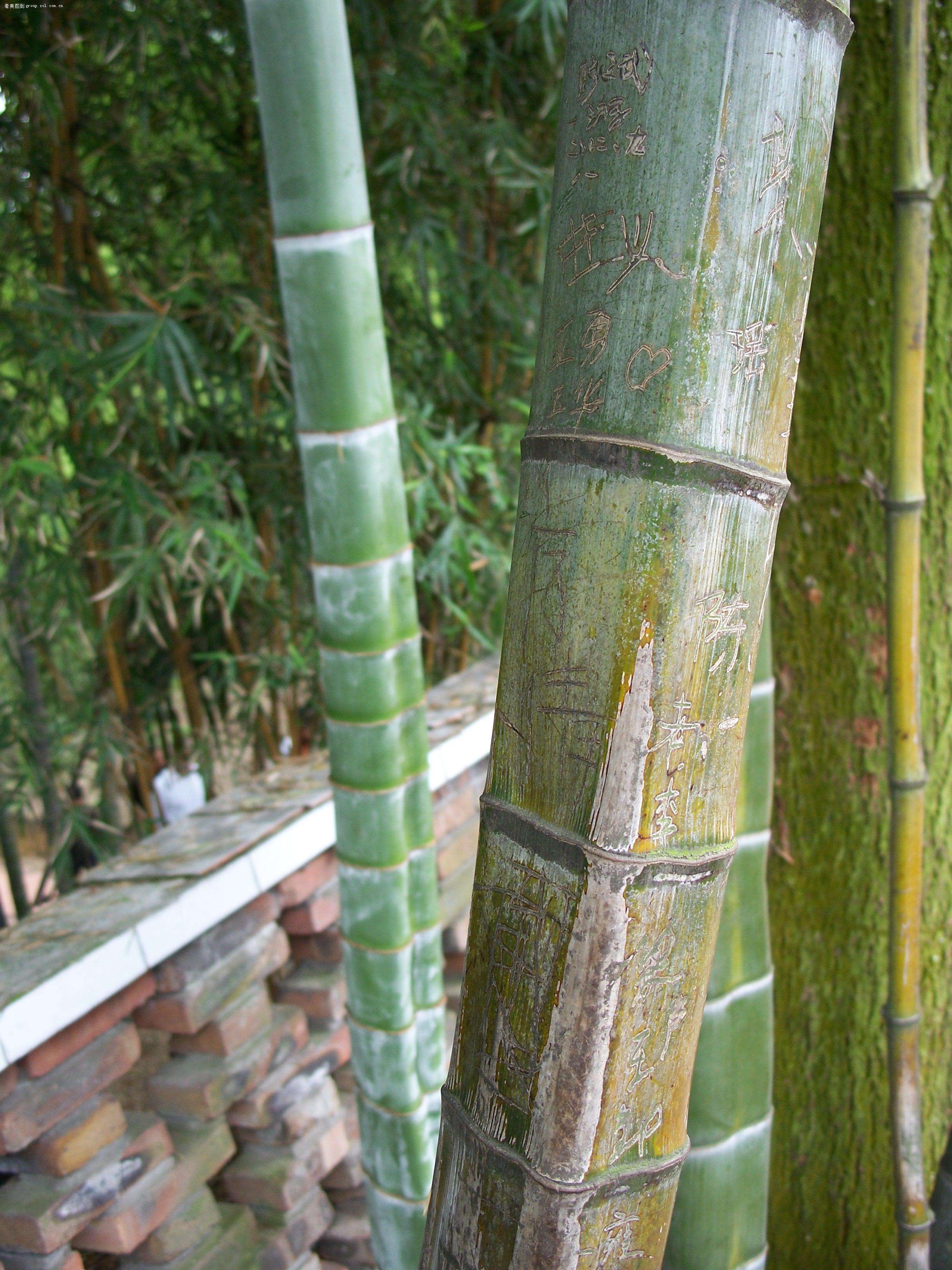 chimonobambusa setiformis wen