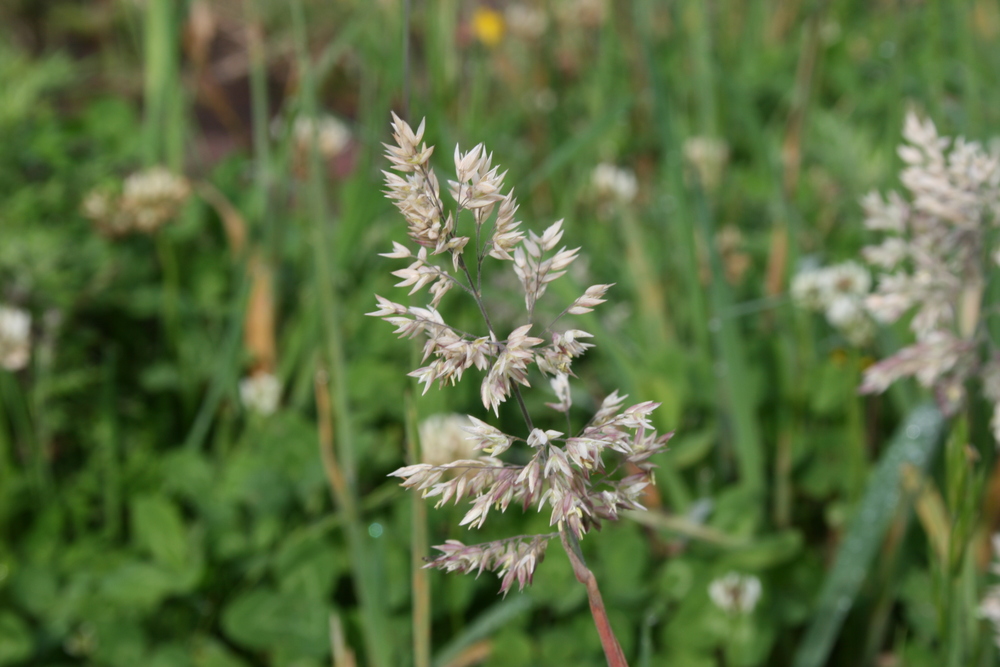  p>绒毛草(velvetgrass)holcuslanatus,禾本科绒毛草属多年生 a href=