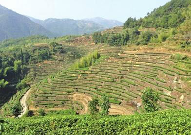  p>下岭后村位于闻苍线起始端,距离县城5公里处,交通方便,被称为神