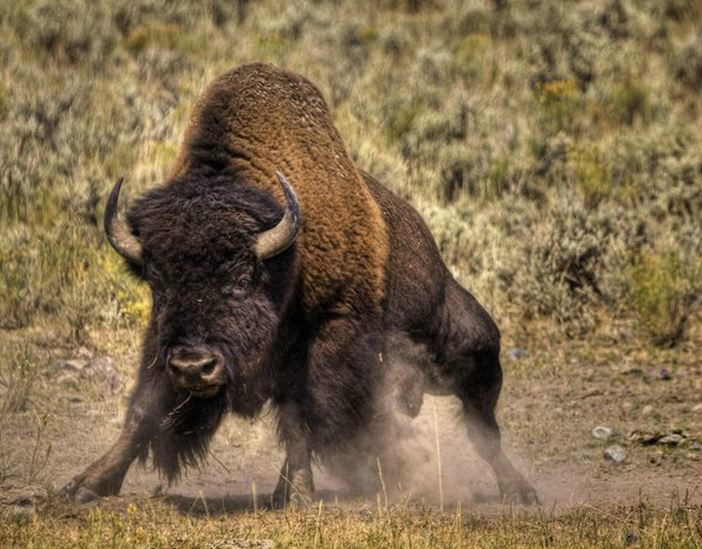  p data-id="gnco85z5m7">美洲野牛(学名: i>bison bison /i>):哺乳纲