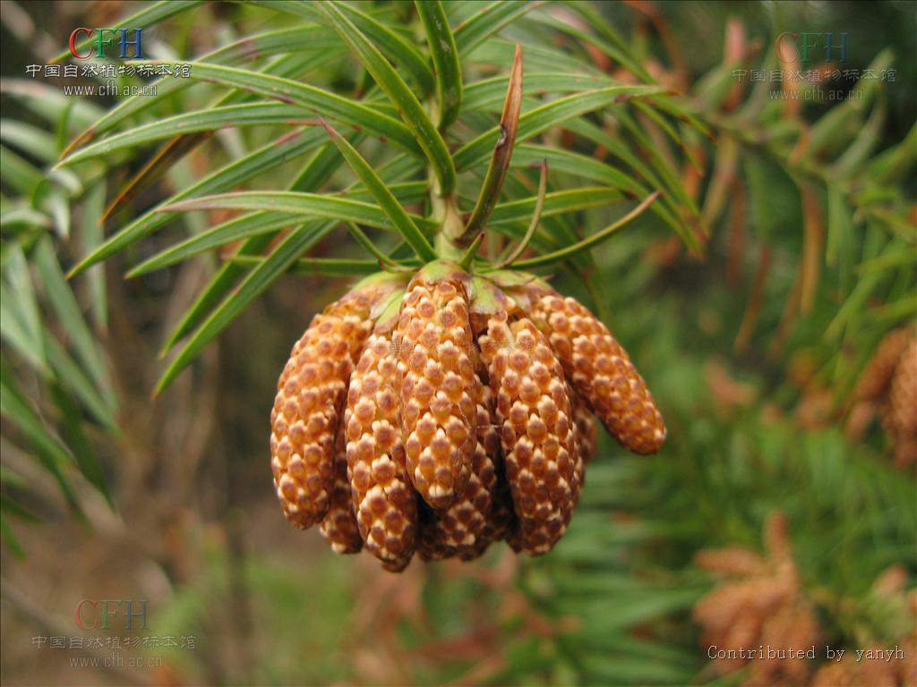 cunninghamia lanceolata (lamb.) hook.