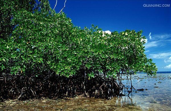红树林