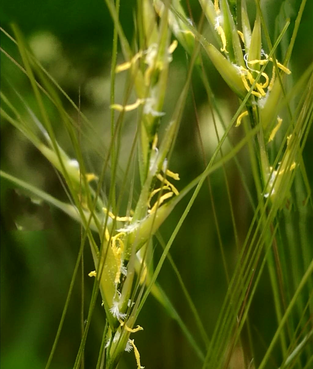  p>大针茅(学名: i>stipa grandis /i> p.a. smirn.