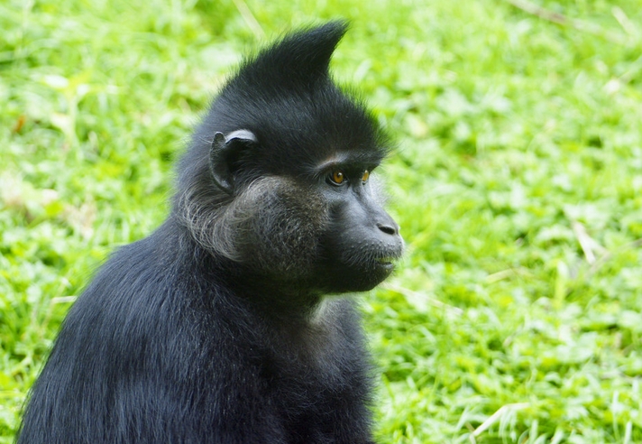 睑猴(学名: i>lophocebus aterrimus /i>):是一种中等大小的树栖猴子