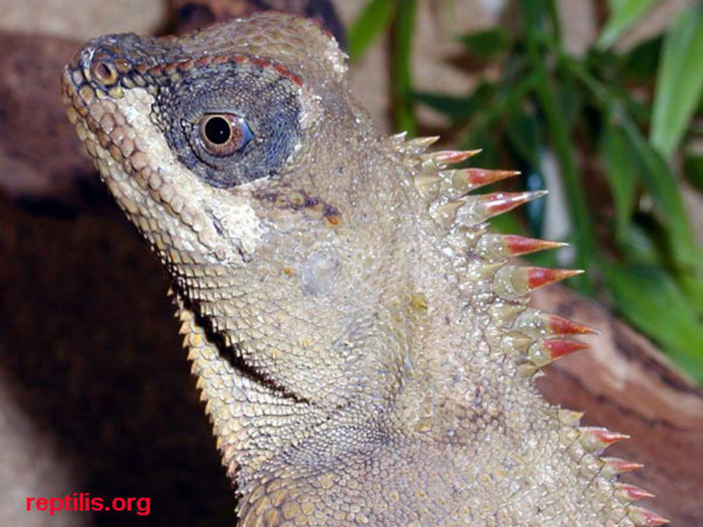  p>长棘蜥( i>acanthosaura armata /i>&nbsp;hardwicke and gray