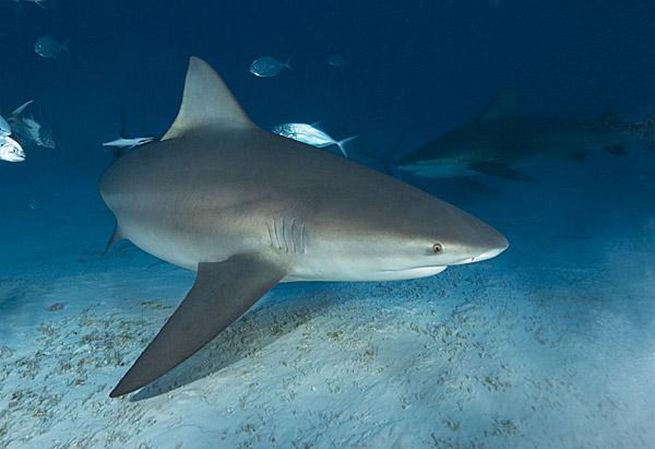  p>公牛真鲨(学名: i>carcharhinus leucas /i>)是真鲨科,真鲨属的一