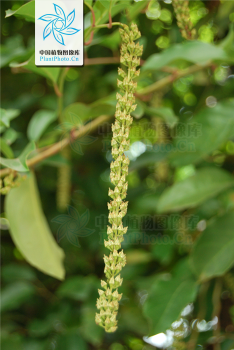  p>滇鼠刺  a href="#" data-lemmaid="6492068">昆明植物研究所 /a>