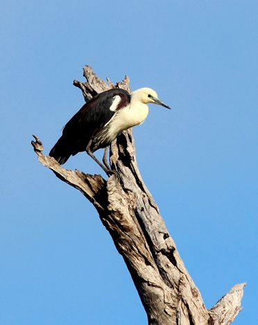  p>白颈鹭(学名: i>ardea pacifica /i>)是鹳形目 a href="#">鹭科 /a