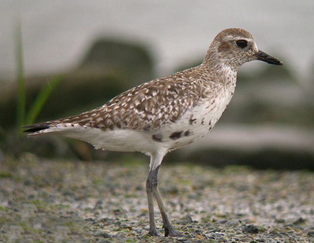  p>灰斑鸻(学名: i>pluvialis squatarola /i>)属小型 a target="