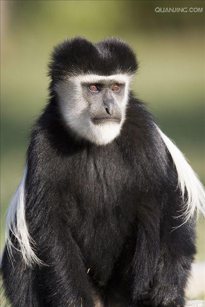  p>西非黑白疣猴(学名: i>colobus polykomos /i>):又名髯猴, a