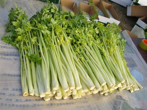 平度马家沟大叶黄芹菜