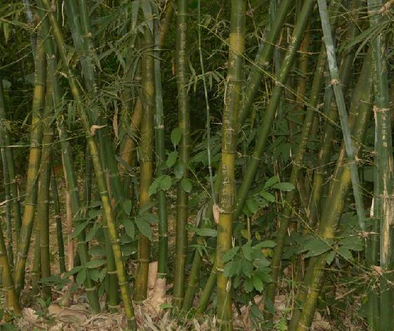  p>硬头黄竹(学名: i>bambusa rigida /i> keng et keng f.