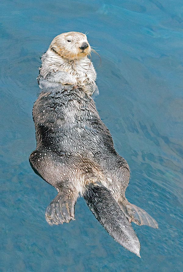  p>海獭(学名: i>enhydra lutris /i>), a target="_blank" href="