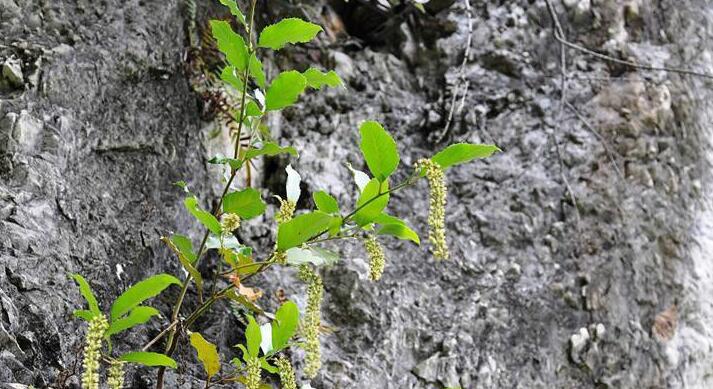  p>滇鼠刺  a href="#" data-lemmaid="6492068">昆明植物研究所 /a>