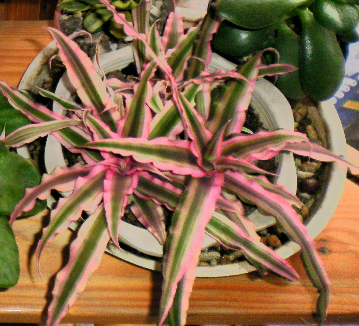  p>姬凤梨(学名: i>cryptanthus acaulis /i> (lindl.