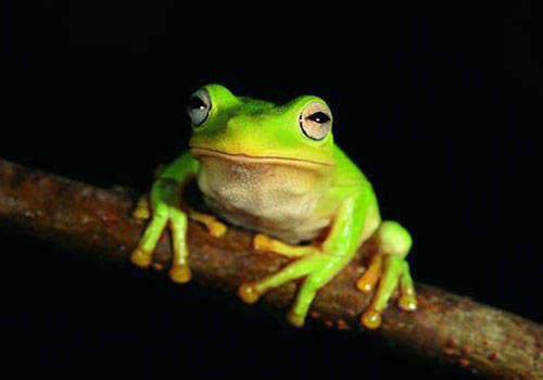  p>变温动物(俗称冷血动物)是除了 a href="#" data-lemmaid="7521904