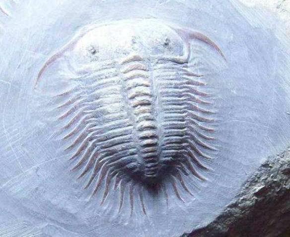  p>狮头虫,有宽阔的头部,并延长至侧面和尾部异常结实的颊部壳针处,还