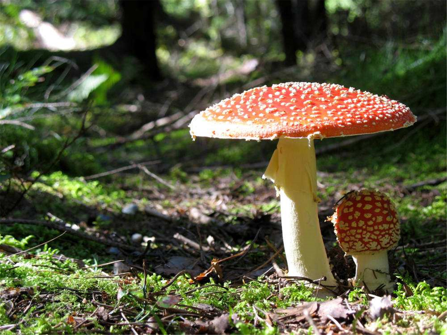  p>毒蝇伞(学名:amanita muscaria),又称毒蝇鹅膏菌,蛤蟆菌·毒蝇蕈