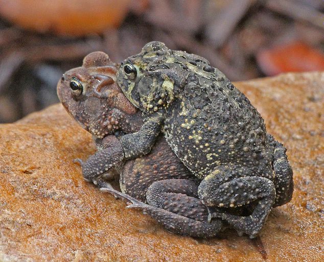  p>美国南部蟾蜍(学名: i>bofo terrestris /i>)体型短粗,背面皮肤上